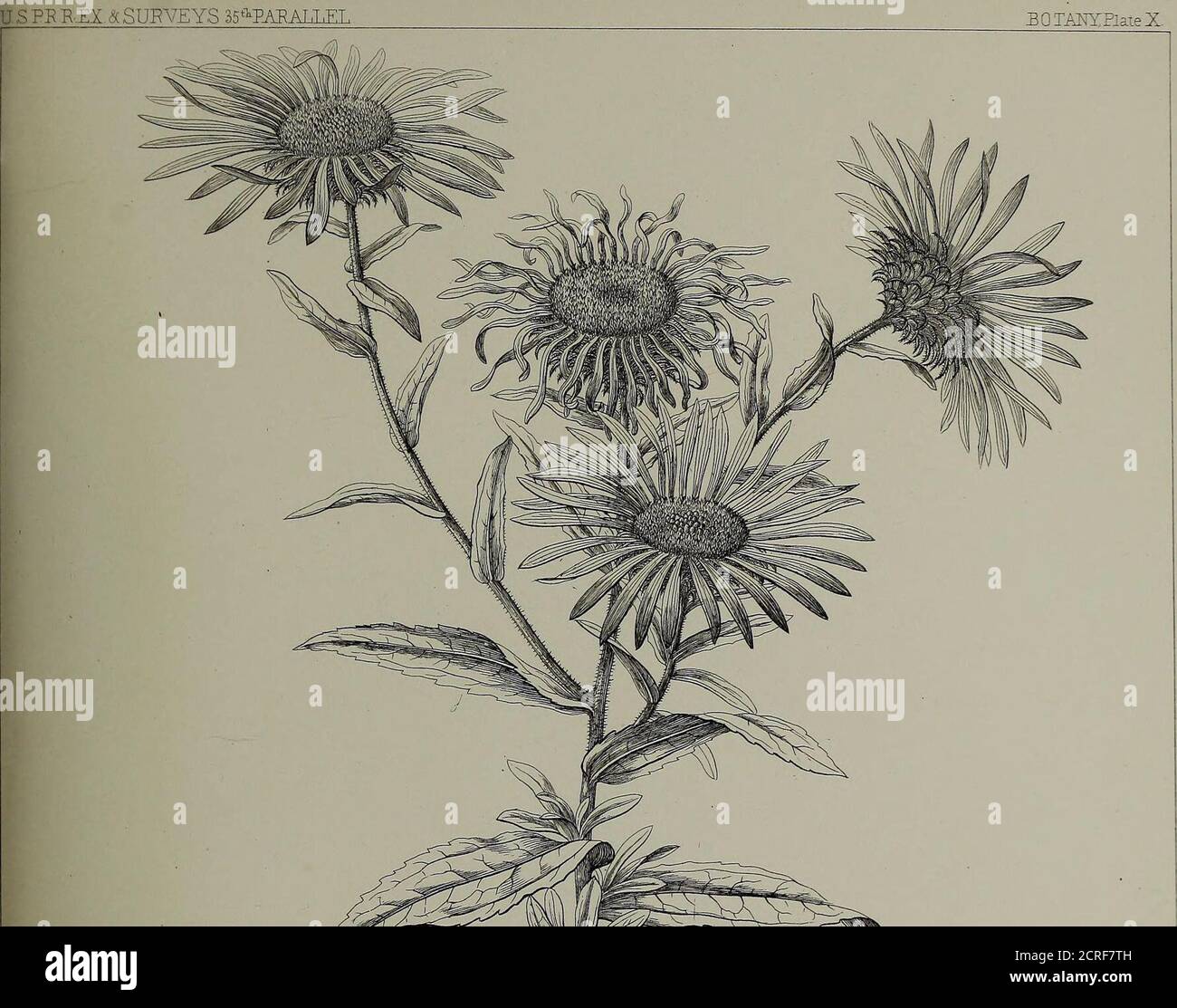 . Berichte von Erkundungen und Erhebungen, um die praktischste und wirtschaftlichste Route für eine Eisenbahn vom Mississippi zum Pazifischen Ozean zu ermitteln. Stockfoto