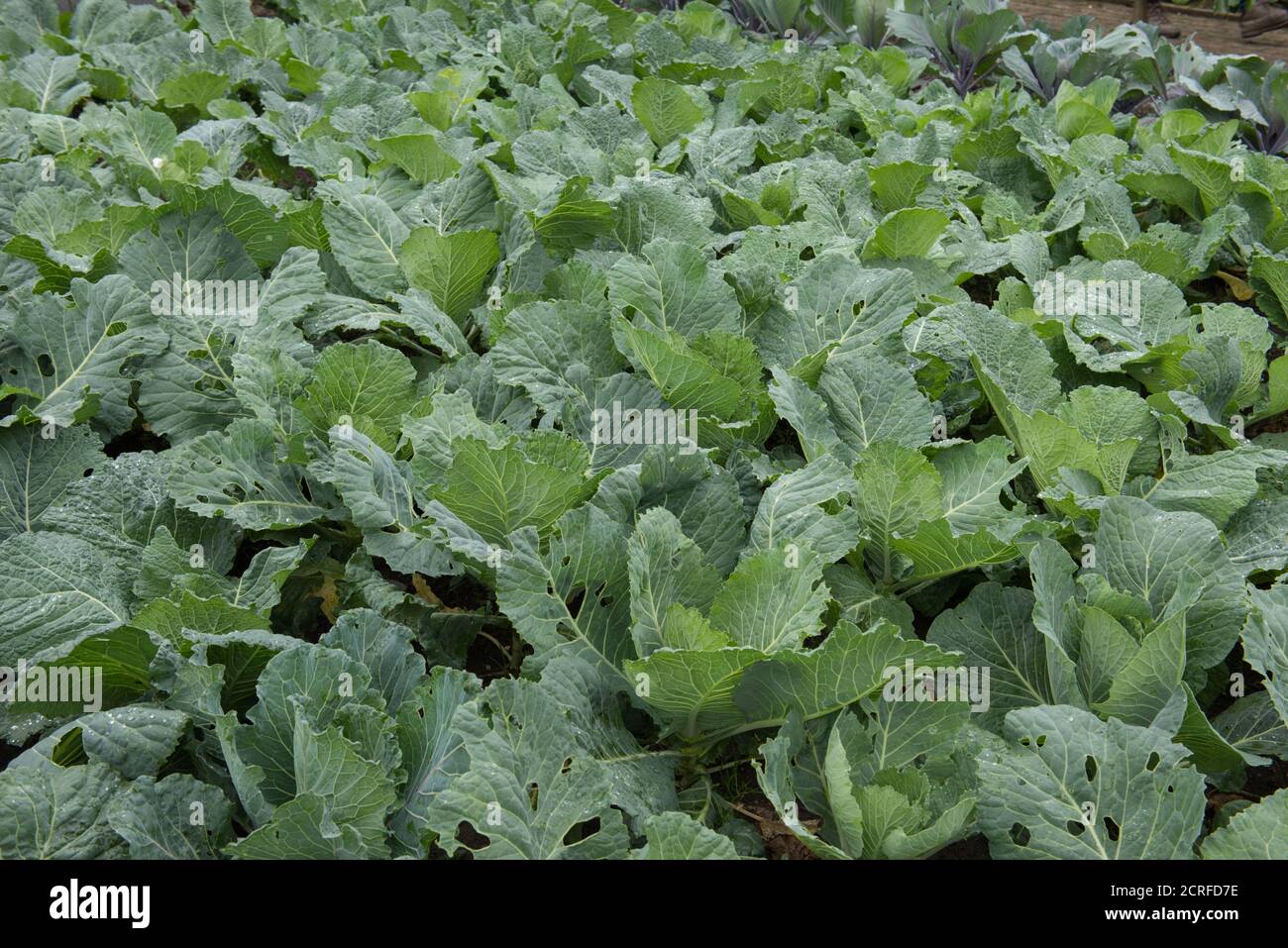 Selbstgewachsener Bio-Savoy-Kohl (Brassica oleracea 'Spinel'), der auf einer Zuteilung in einem Gemüsegarten in Rural Devon, England, Großbritannien, wächst Stockfoto