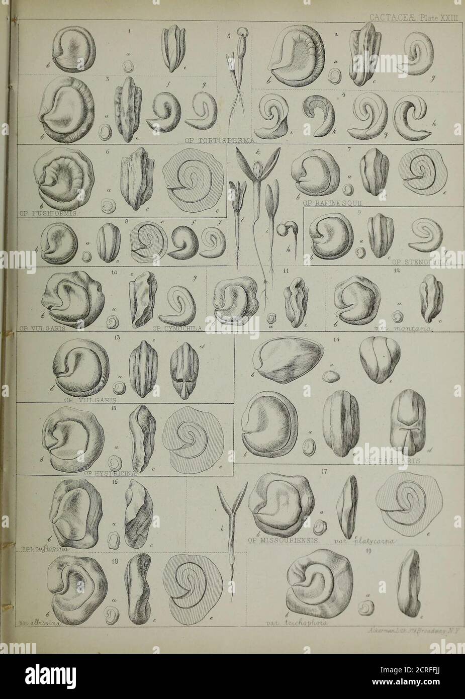 . Berichte von Erkundungen und Erhebungen, um die praktischste und wirtschaftlichste Route für eine Eisenbahn vom Mississippi zum Pazifischen Ozean zu ermitteln. Stockfoto