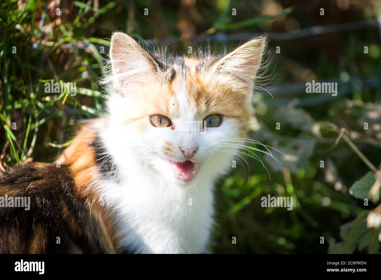 Tricolor junge Katze mähen Stockfoto