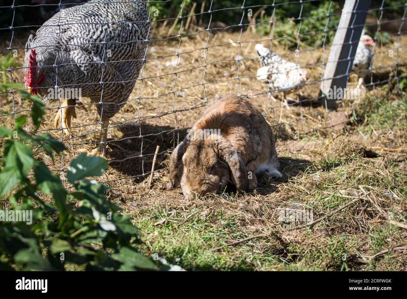 Braunes Kaninchen mit Floppyohren und Huhn im Hintergrund Stockfoto