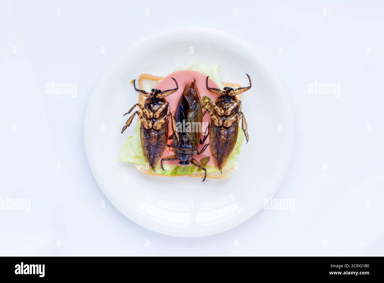 Ein großer Käfer auf Toast auf einem Teller. Angebot an essbaren Insekten - gebratener Riesenwasserkäfer - Lethocerus indicus auf Sandwichtoast Stockfoto
