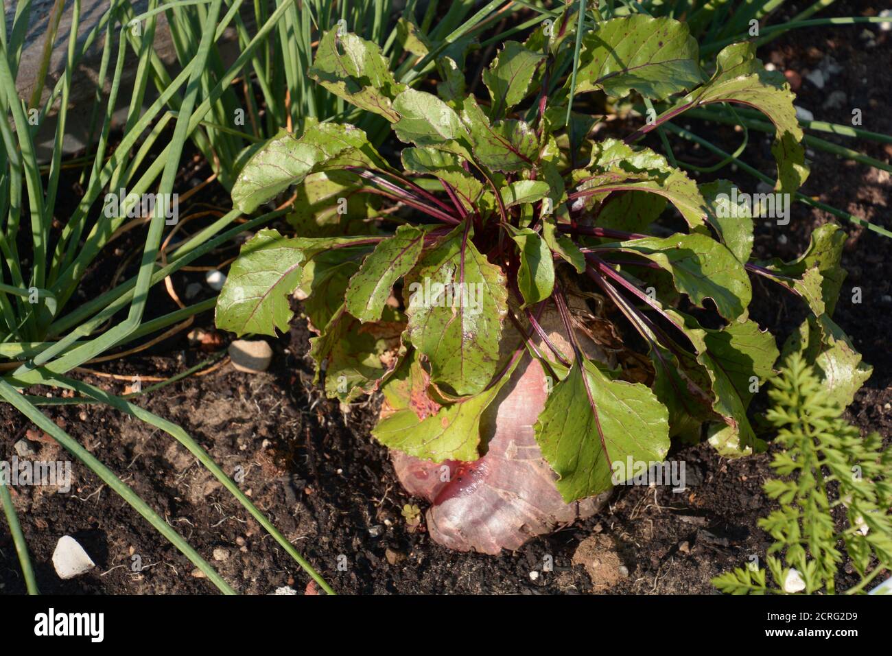 Rote Bete Pflanze auf dem Stamm vor der Ernte im Sand Erde Stockfoto