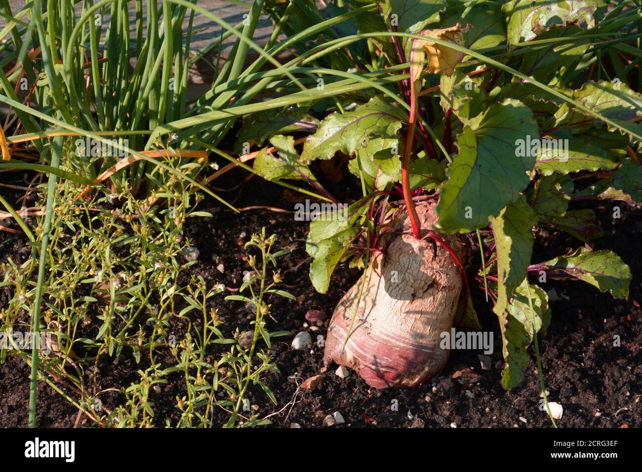Rüben oder Gartenrüben im vegetarischen Garten mit bunten Blätter Stockfoto