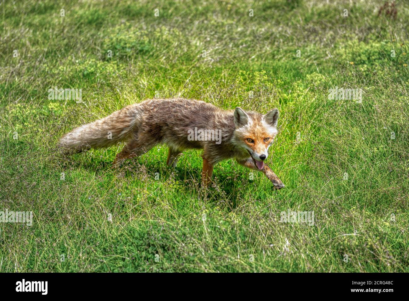 Nahaufnahme eines grauen Fuchses auf dem grünen Gras Stockfoto