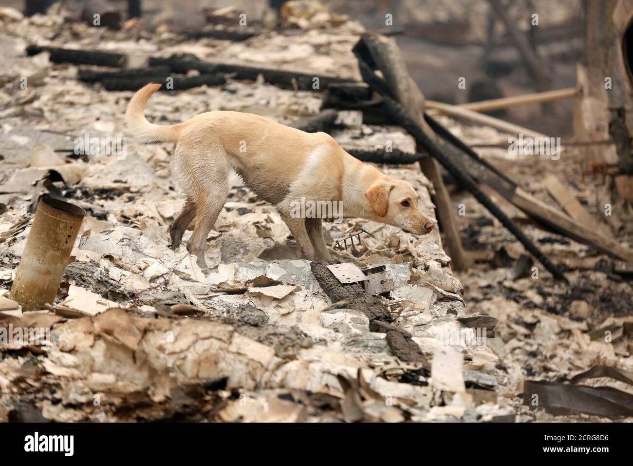 sylvester hund stockfotos und bilder kaufen alamy
