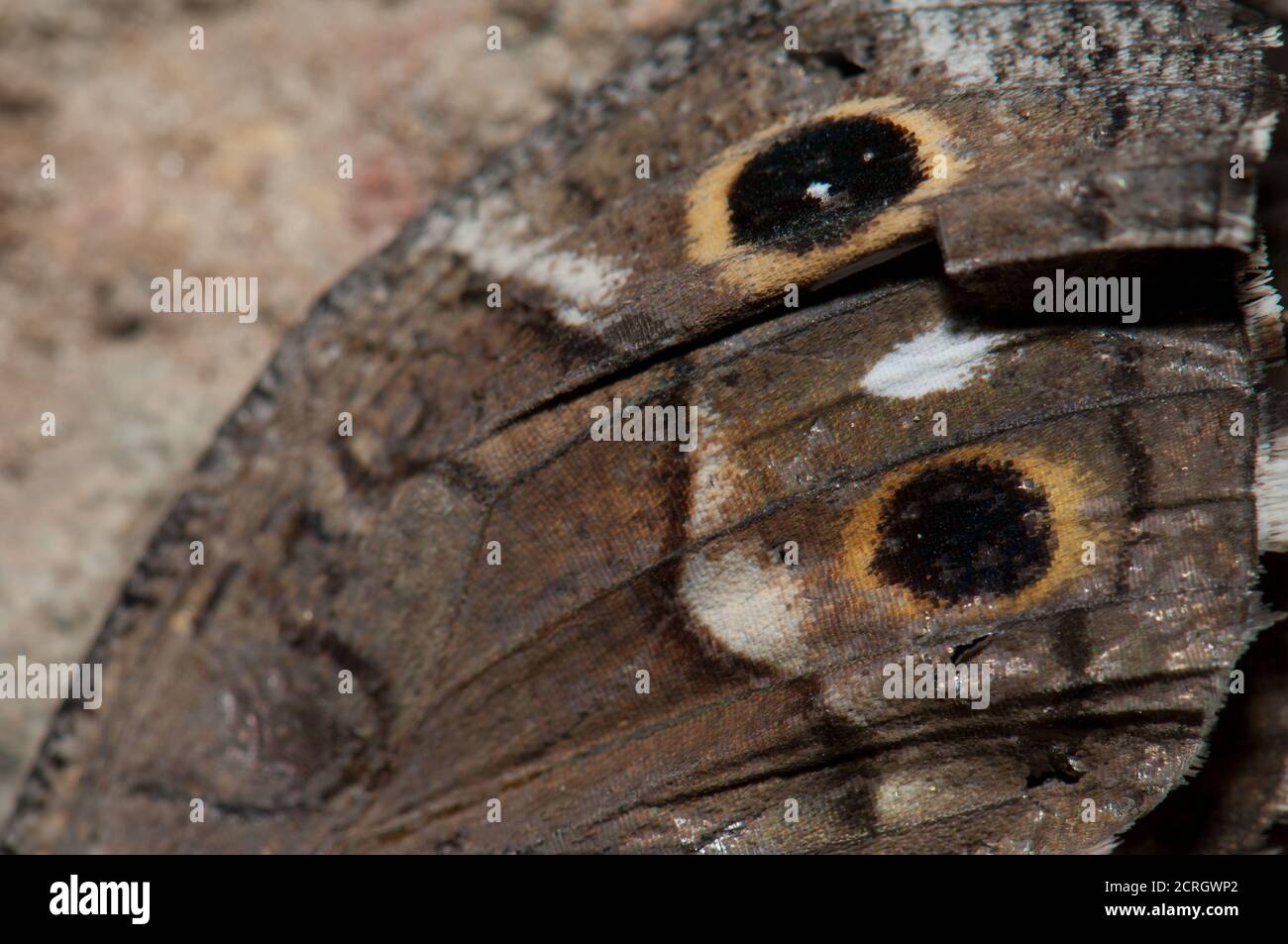 Der Flügel Detail eines toten Schmetterlings Canary Greyling Hipparchia wyssii tamadabae. Naturschutzgebiet von Inagua. Gran Canaria. Kanarische Inseln. Spanien. Stockfoto