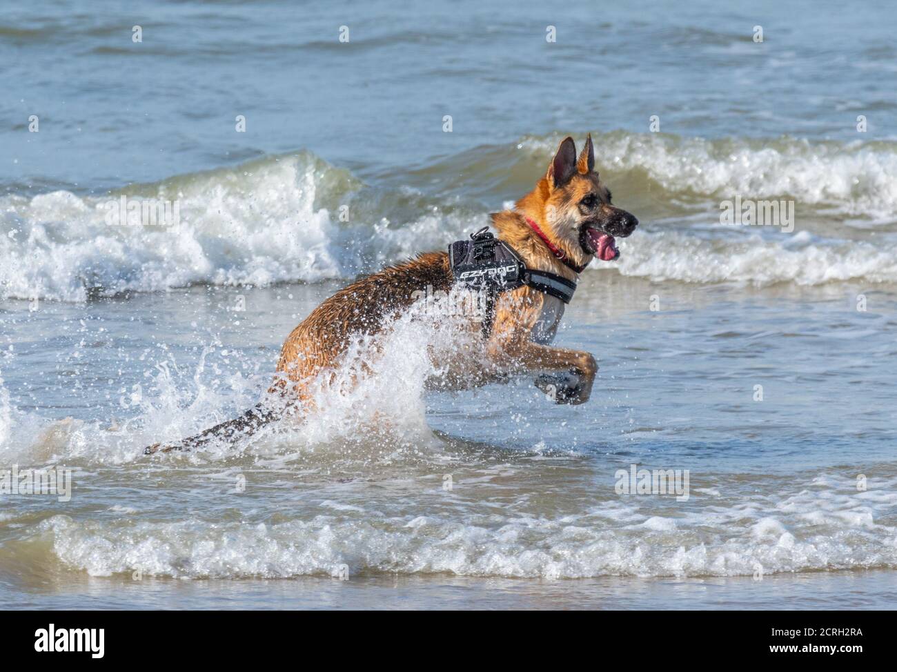 Seitenansicht eines Schäferhundes (auch bekannt als Elsässer), der in Großbritannien im Meer läuft. Deutscher Schäferhund spielt im Wasser. Stockfoto