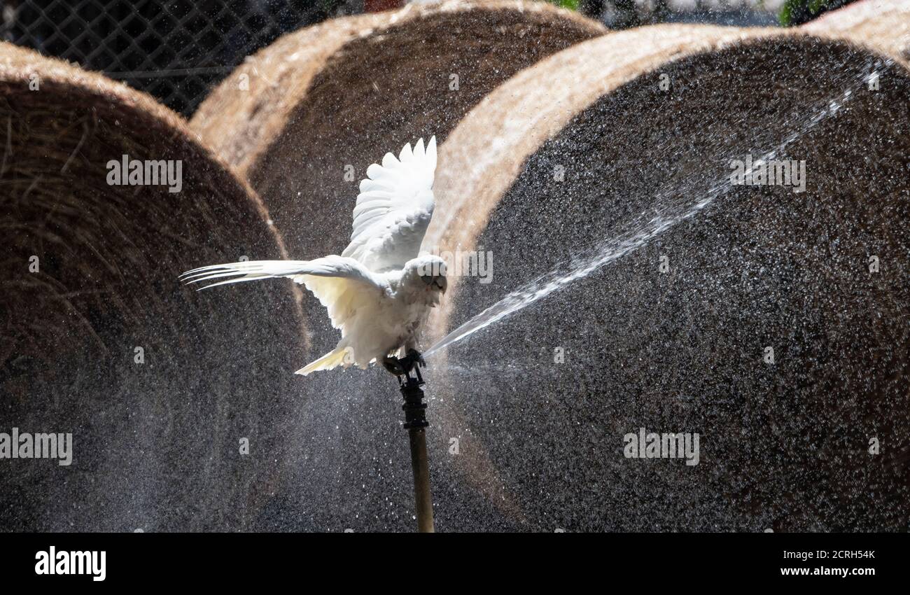 Kleine Corella (Cacatua Pastainator) auf einem Sprinkler stehend, Corroboree Park, Northern Territory, NT, Australien Stockfoto