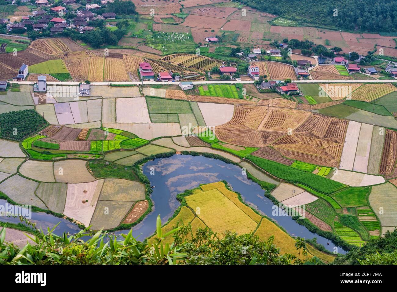 Reisfeld in der Erntezeit im Bac Son Tal, lang Son, Vietnam Stockfoto