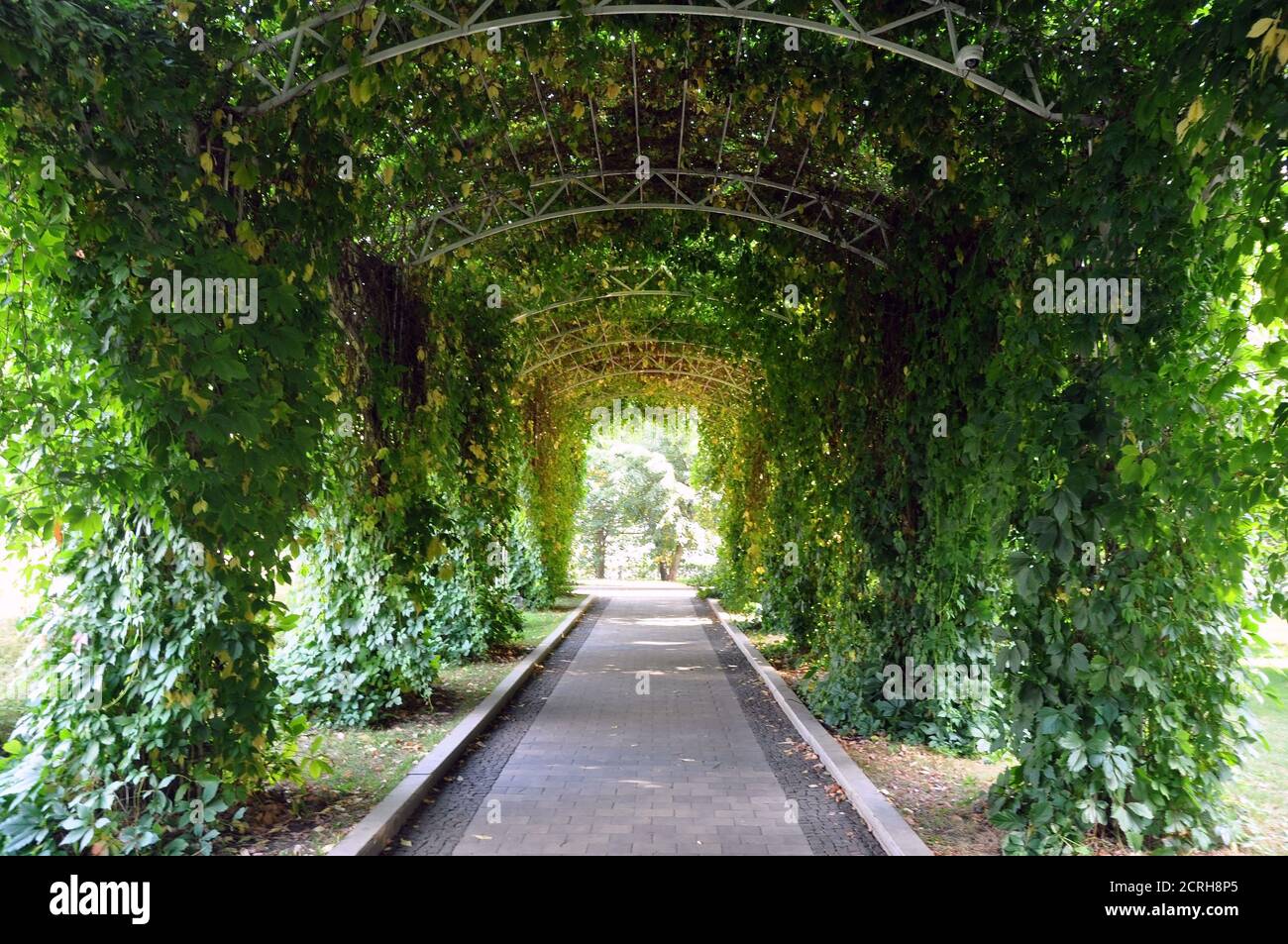 Pfad im Park mit einer Baldachin Pergola. Grüne Pflanzen auf Spalieren spenden Schatten. Stockfoto