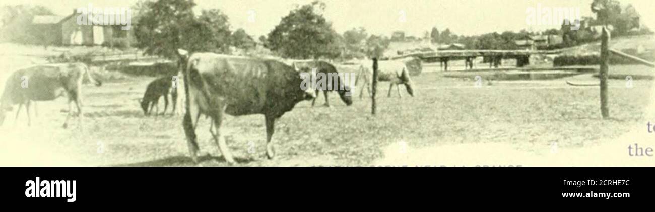 . Das Herz des Südens entlang der Linie des Atlanta & West Point R.R. und der westlichen Eisenbahn von Alabama. Inemonths von zwölf, während Mais, die kleinen Körner, Bauernhof Gräser und Klee alle unerreißest Perfektion wachsen. In diesem Klima ist der rote Klee fast mehrjährig; die mit ihm ausgesät Felder furnishtwo und, in-^flogonable Jahre, drei Stecklinge des Heus jährlich, f^ zehn oder mehr Jahre ohne erneute Aussaat. Es gibt kein besseres Heu oder ein, das mehr reichlichals Bermudagras liefert. Drei Ausschnitte pro Jahr sind üblich, und der Ertrag beträgt von drei bis sechs Tonnen Heu pro Hektar, entsprechend dem Reichtum von Stockfoto