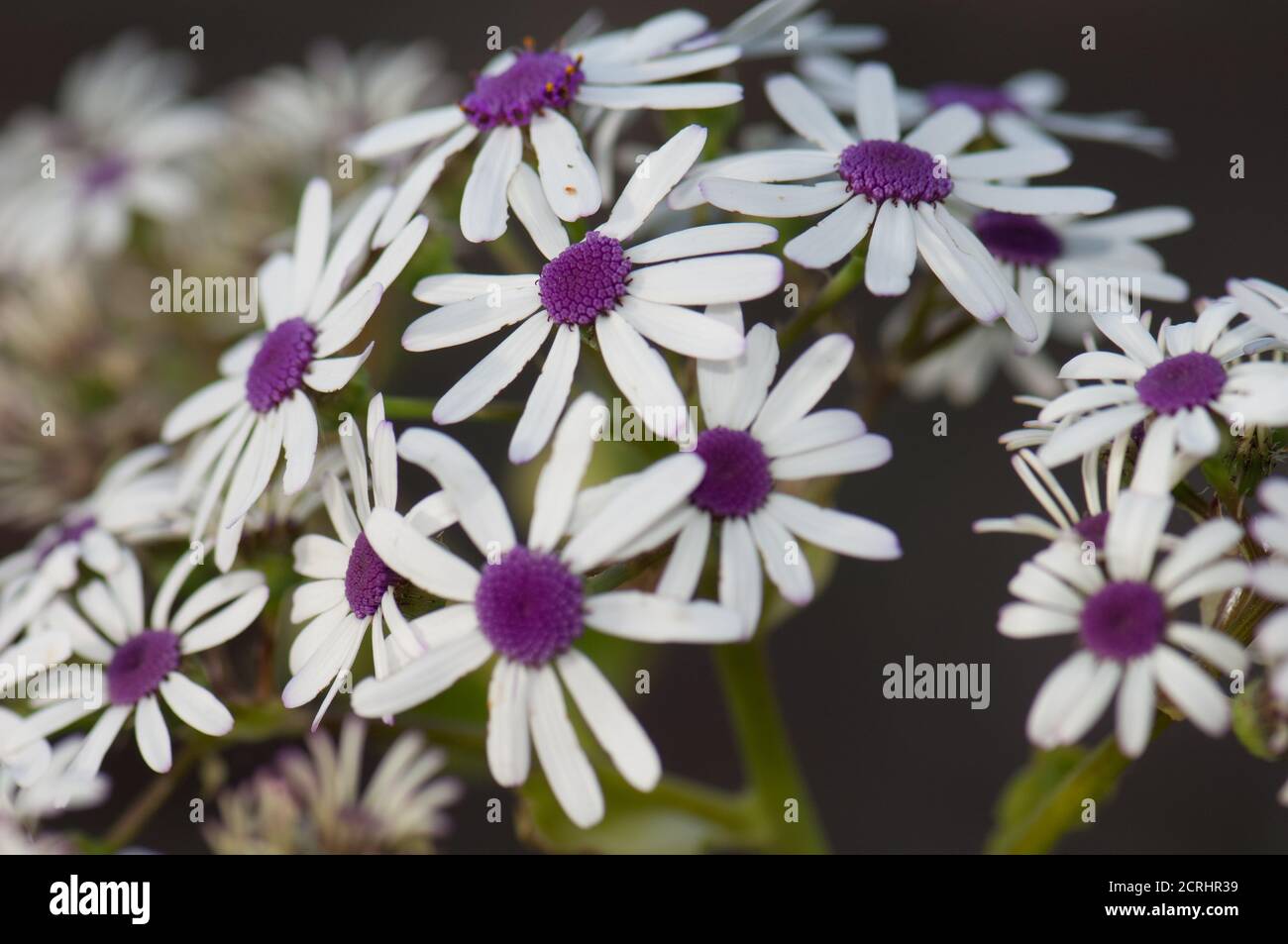 Blüten der Wildpflanze Pericallis webbii. Pajonales. Integral Natural Reserve von Inagua. Gran Canaria. Kanarische Inseln. Spanien. Stockfoto