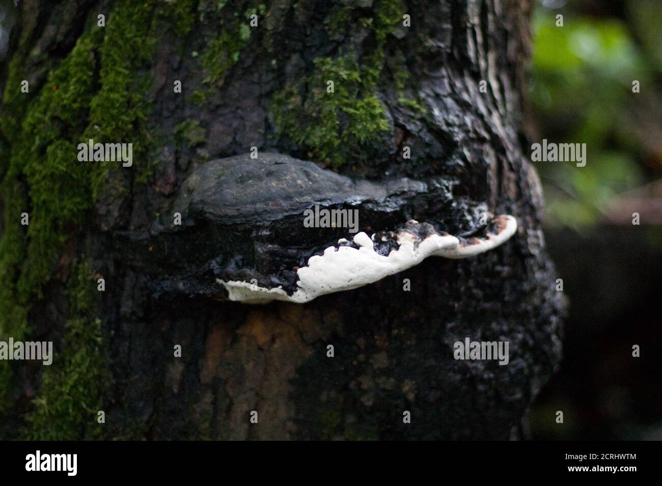 Schwarz-weiß Schimmelbildung auf feuchtem moosigen Baumstamm Stockfoto