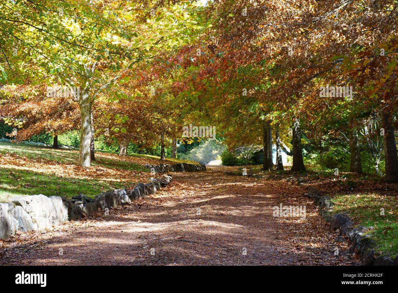Herbst, Herbst, Herbsturlaub, gelbe Blätter, Herbstfarbe Stockfoto