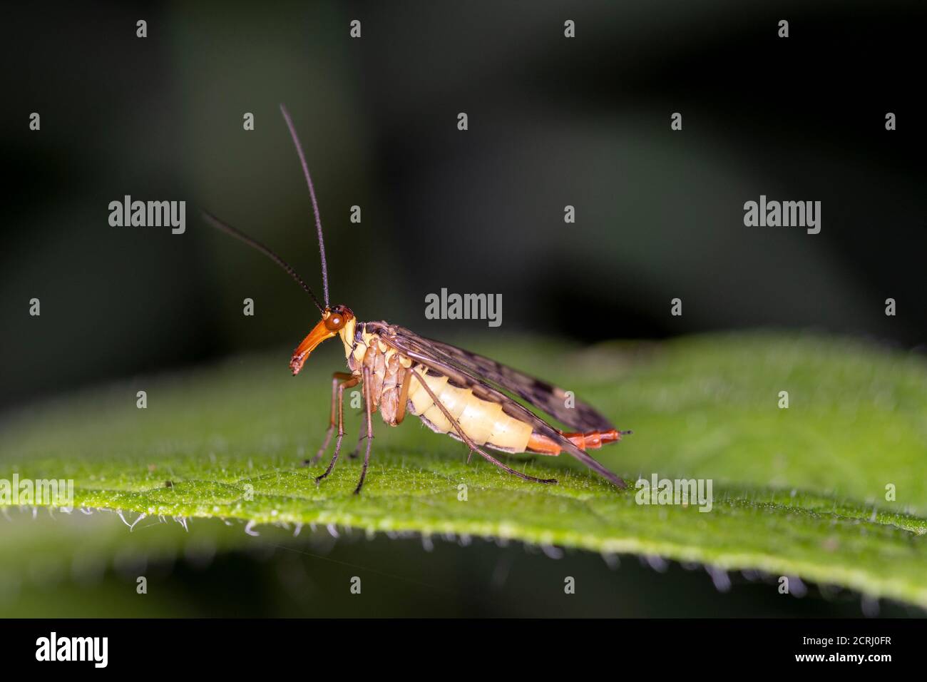 Gemeine Skorpionfliege - Panorpa communis - weiblich, in ihrem natürlichen Lebensraum Stockfoto