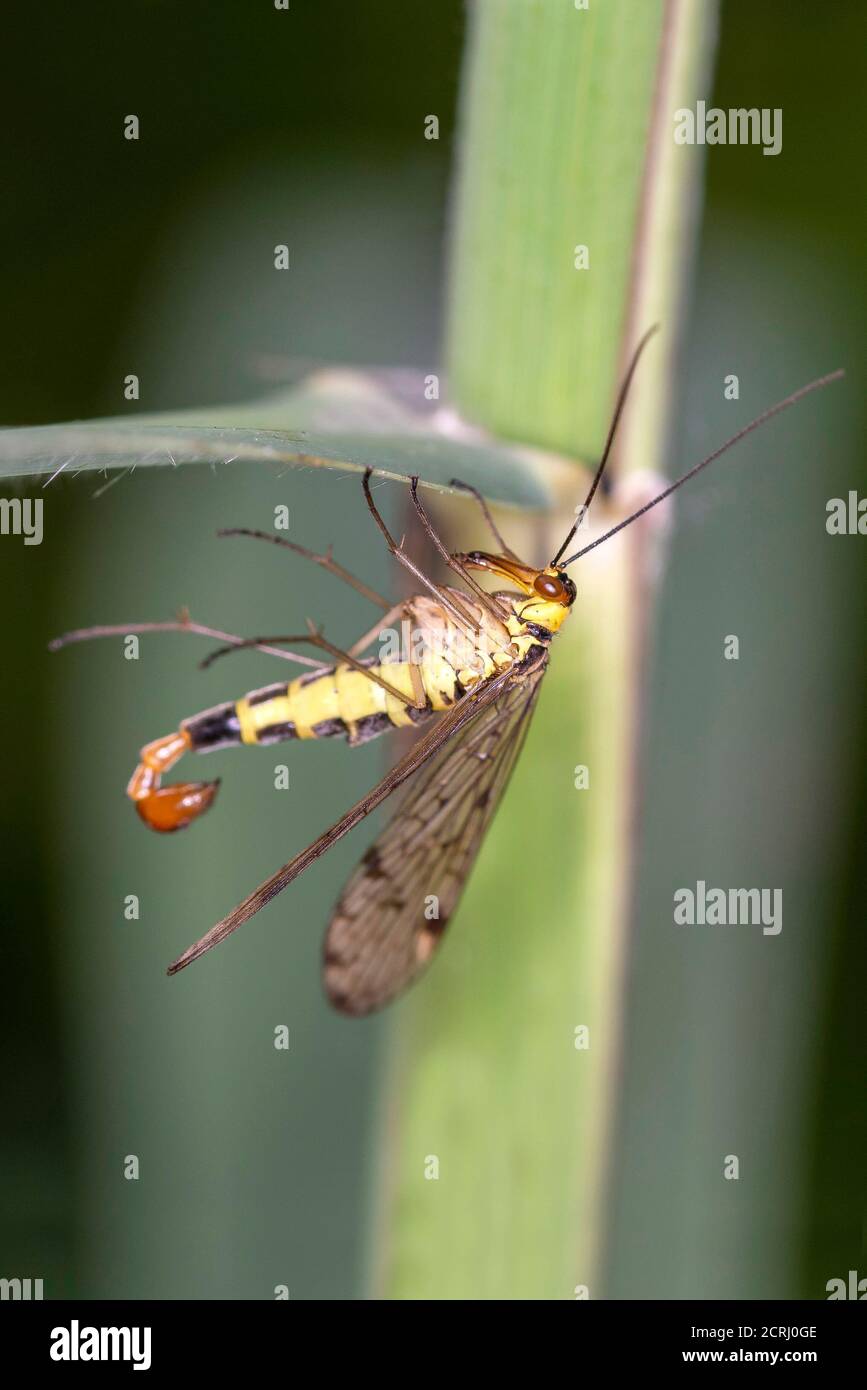 Gemeine Skorpionfliege - Panorpa communis - männlich, in ihrem natürlichen Lebensraum Stockfoto