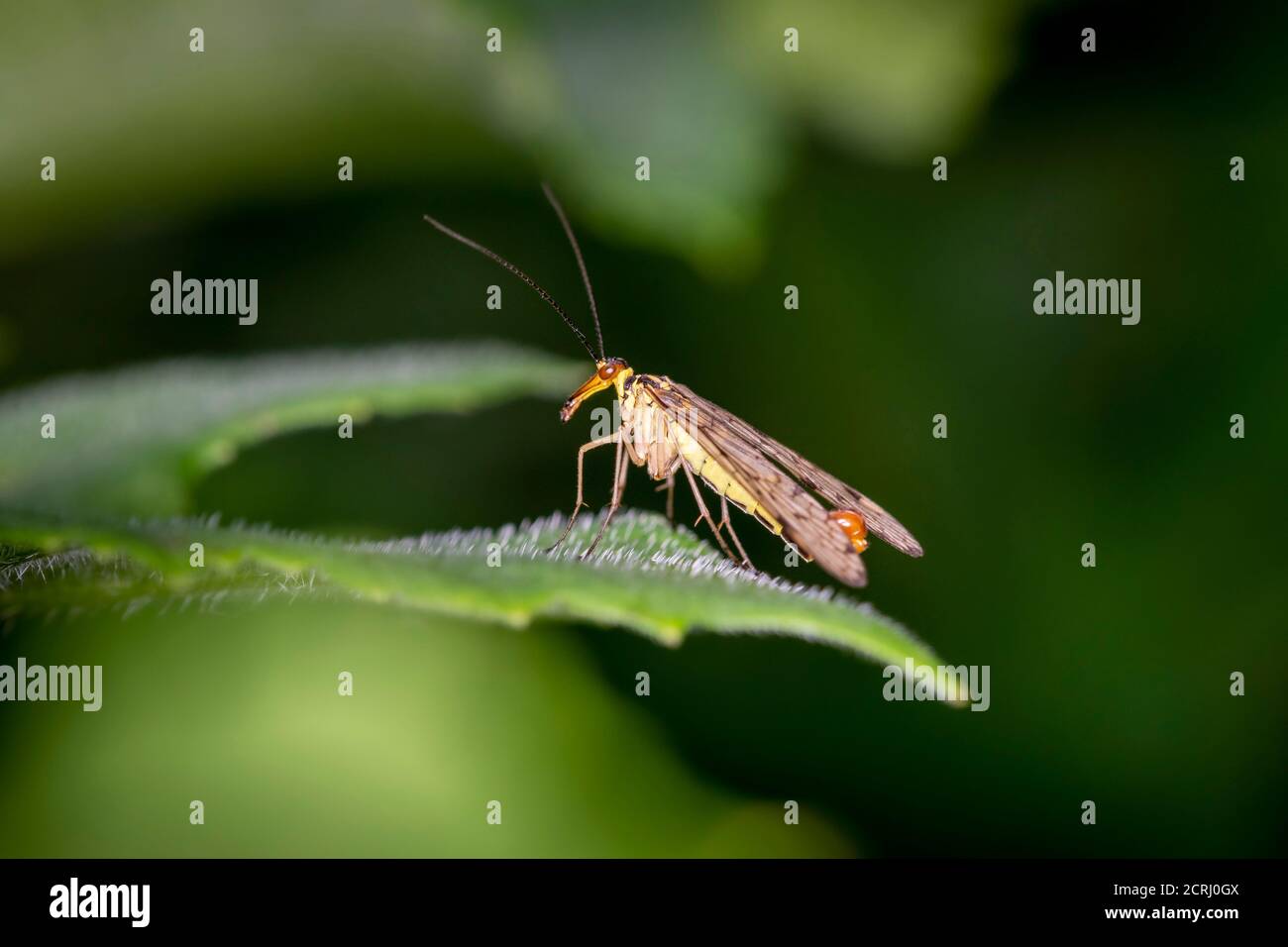 Gemeine Skorpionfliege - Panorpa communis - männlich, in ihrem natürlichen Lebensraum Stockfoto