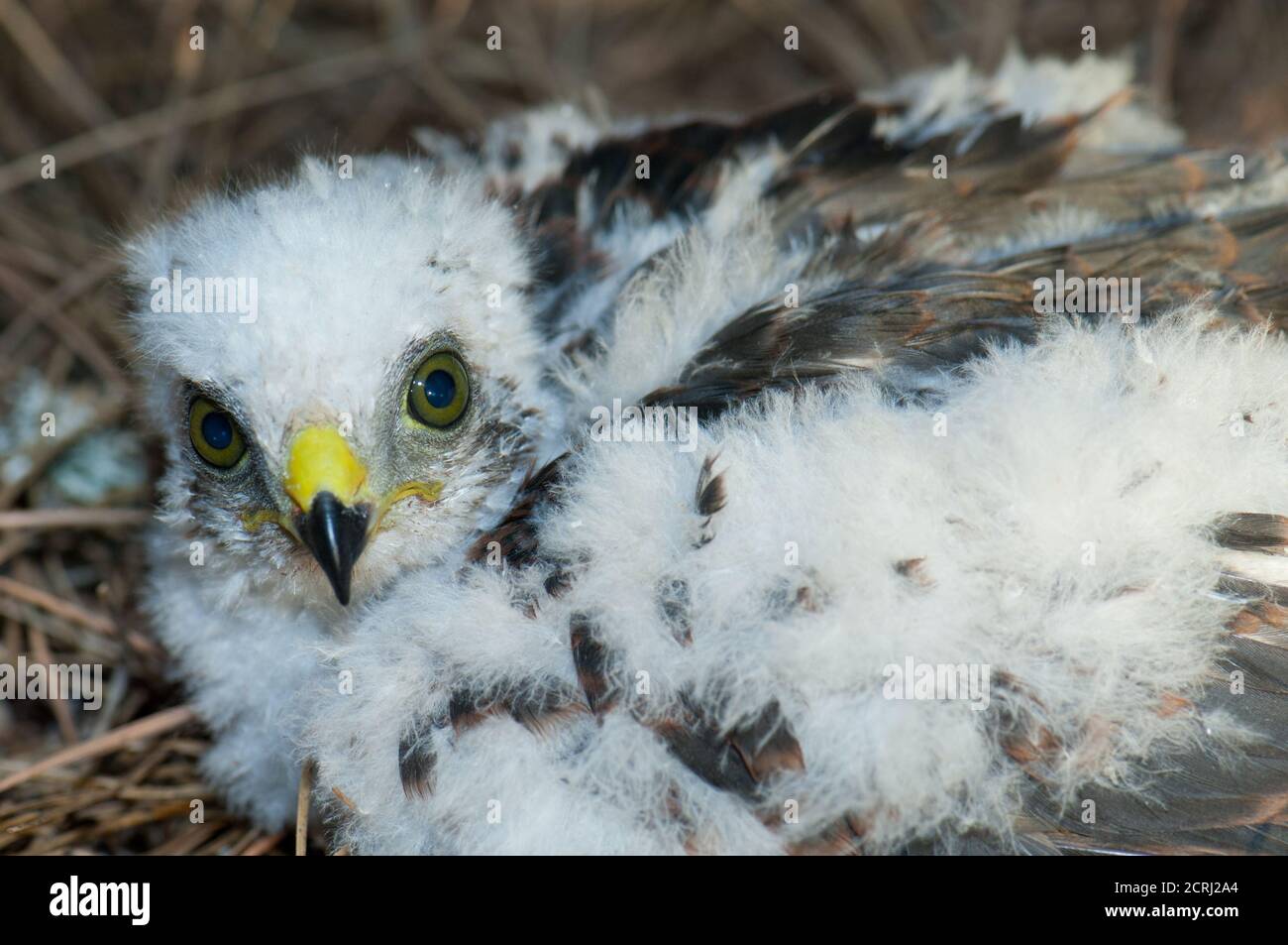 Küken von eurasischen Sperber Accipiter nisus granti. Der Nublo Rural Park. Tejeda. Gran Canaria. Kanarische Inseln. Spanien. Stockfoto