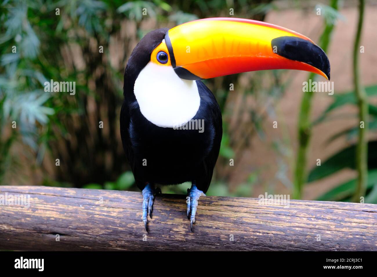 Brasilien Foz do Iguacu - Zoo - Parque das Aves Toco-Tukan (Ramphastos toco) Stockfoto
