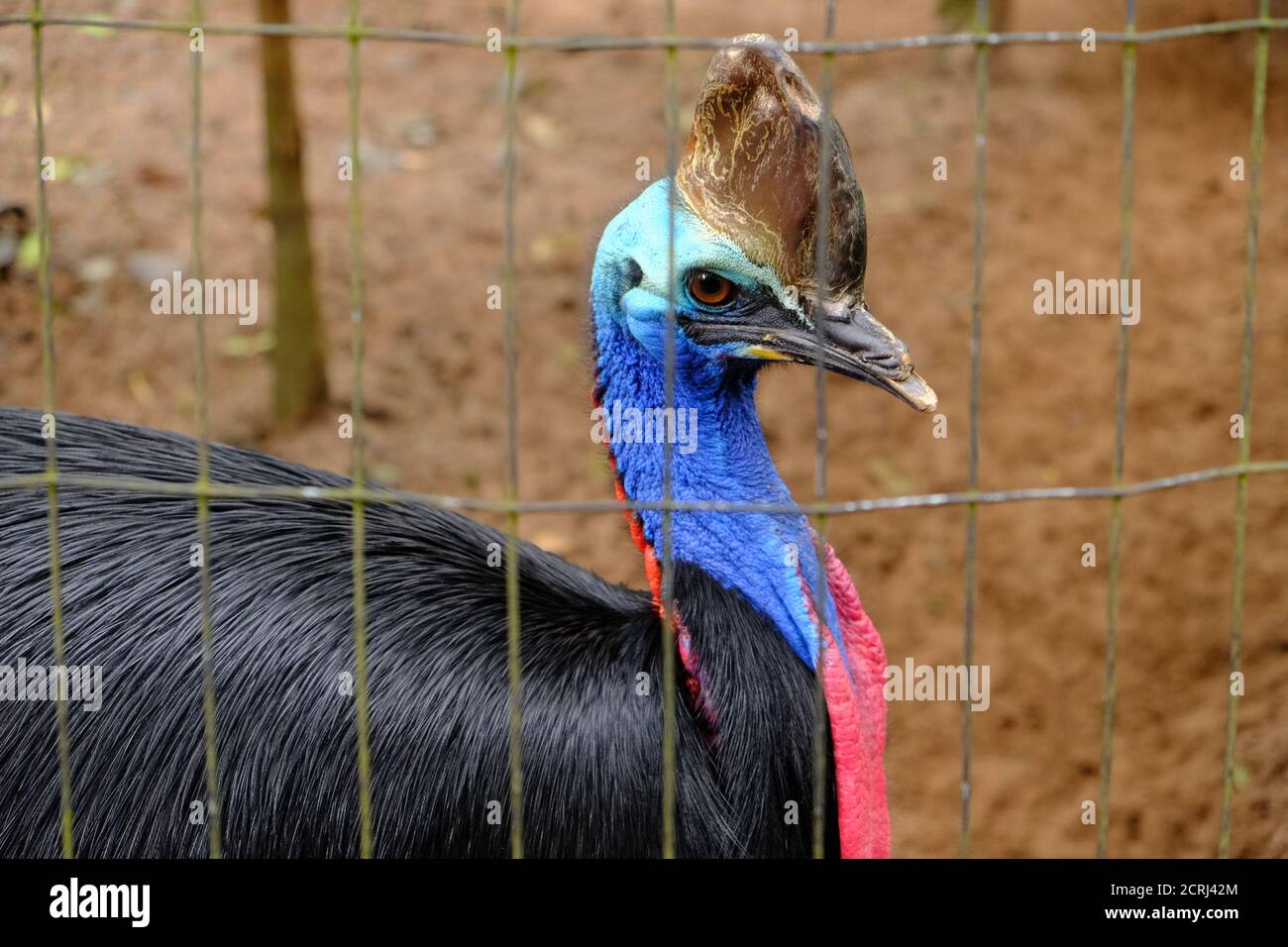 Brasilien Foz do Iguacu - Zoo - Parque das Aves Flugloser südlicher Cassowary-Vogel (Casuarius casuarius) Stockfoto