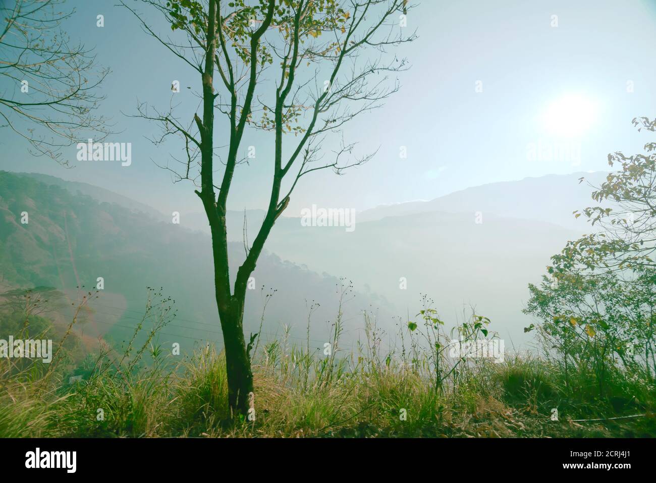 Nebliger Morgen in The Mountain, Benguet, Philippinen Stockfoto