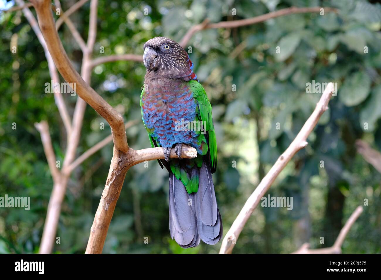 Brasilien Foz do Iguacu - Zoo - Parque das Aves Papagei Erwachsener sitzt im Baum Stockfoto