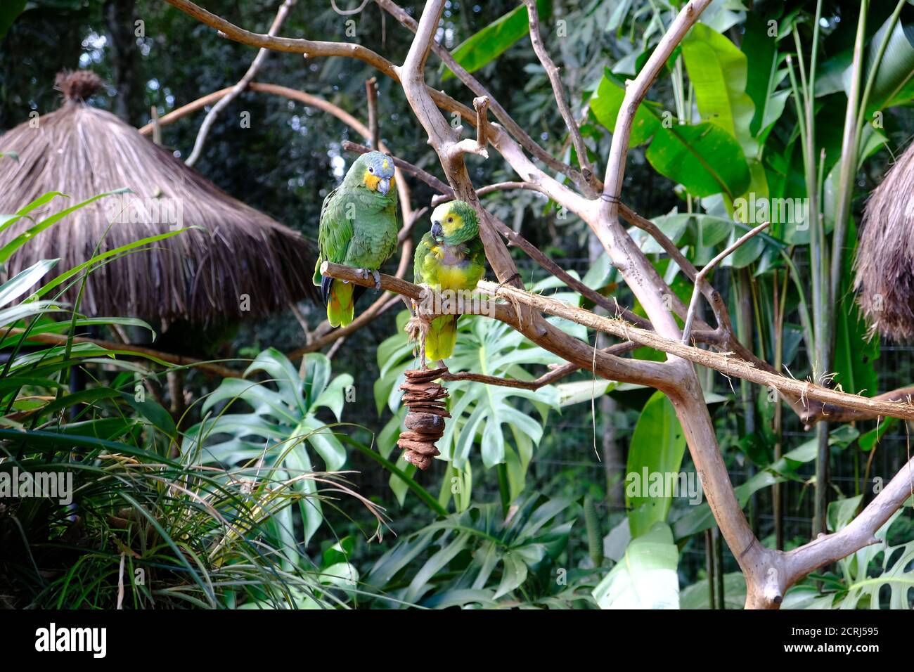 Brasilien Foz do Iguacu - Zoo - Parque das Aves Zwei Papageien sitzen im Baum Stockfoto