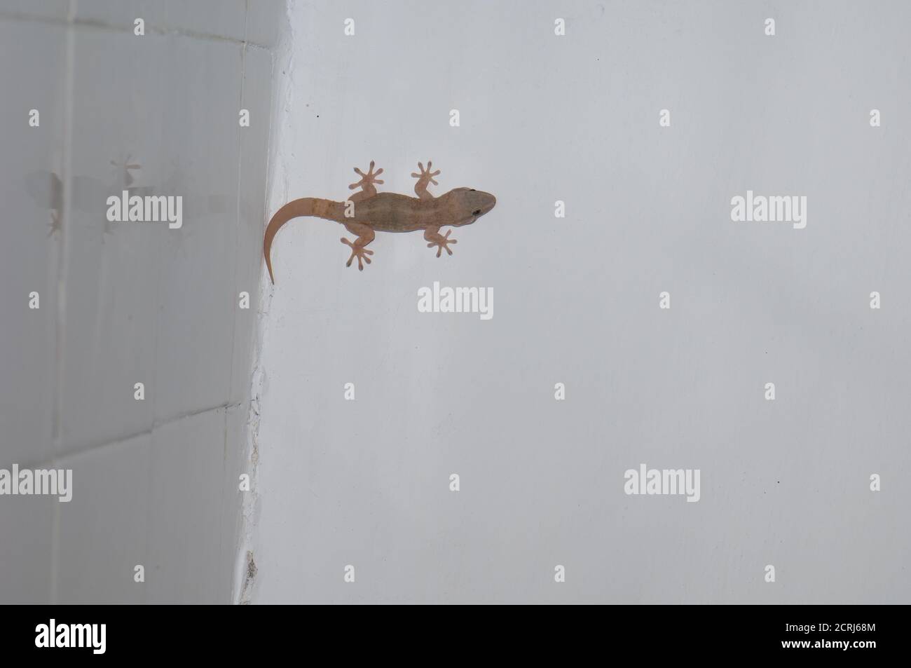 Böttgers Wandgecko Tarentola boettgeri in der Decke eines Raumes. Cruz de Pajonales. Tejeda. Gran Canaria. Kanarische Inseln. Spanien. Stockfoto