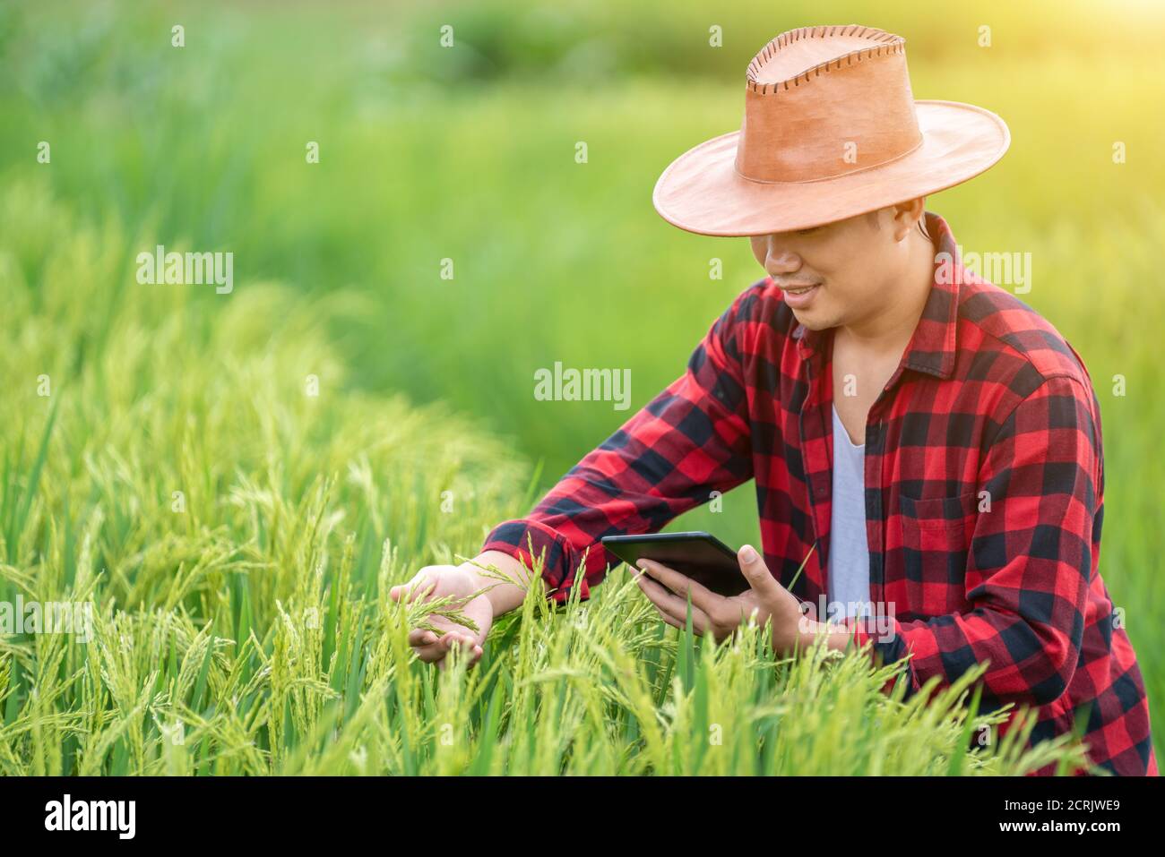 Asiatische Junglandwirte nutzen die Forschungstablette und untersuchen die Entwicklung von Reissorten auf dem Feld. Um die Produktivität zu steigern. Landwirtschaft Stockfoto