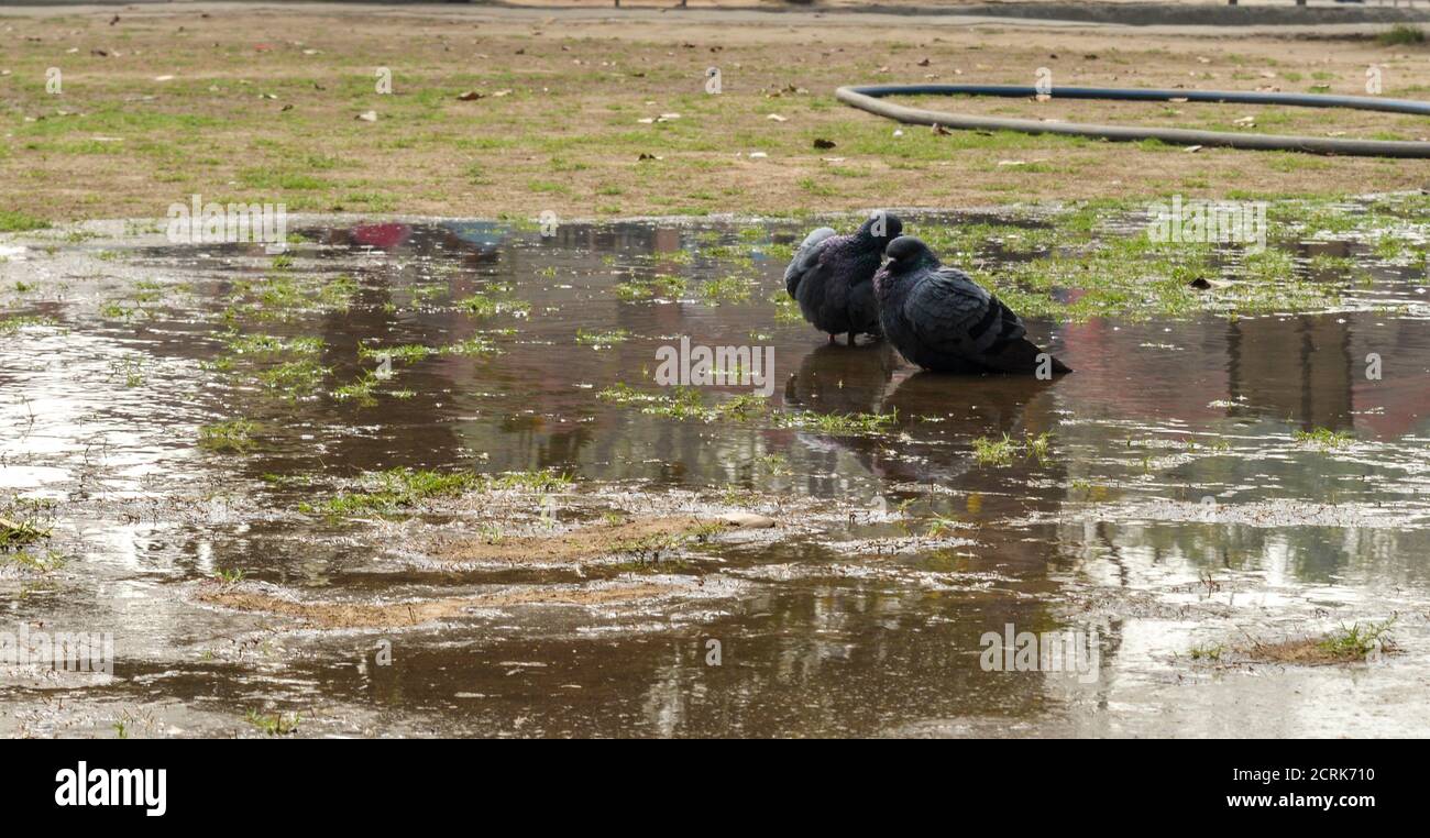 Ein paar Tauben auf dem Rasen sitzen und spielen mit Wasser. Stockfoto