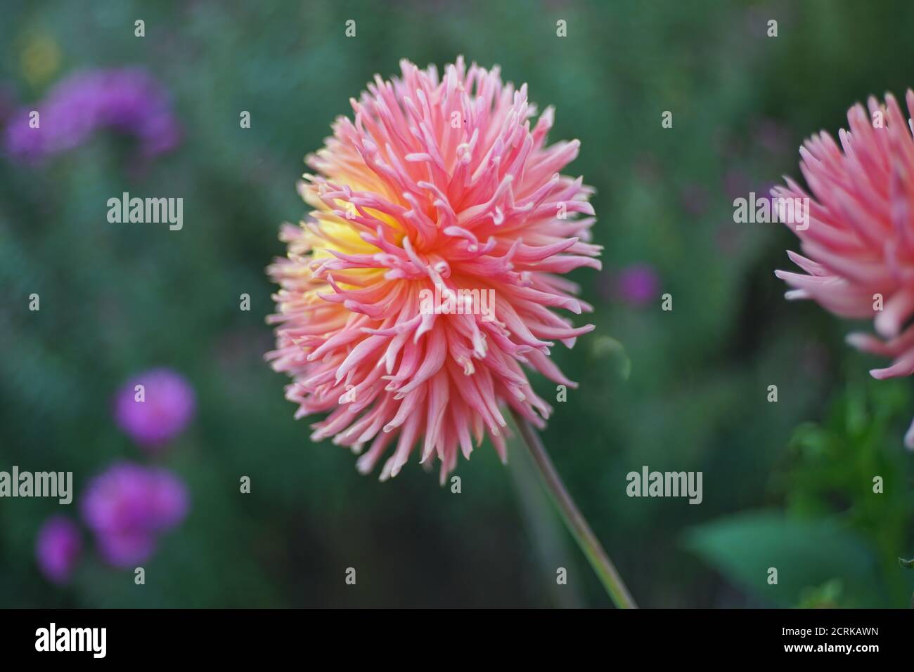 Blühender Kaktus Dahlia in orange und gelb Stockfoto