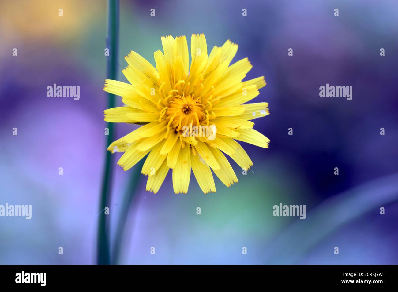 ©2020 Alle Rechte vorbehalten Stockfoto