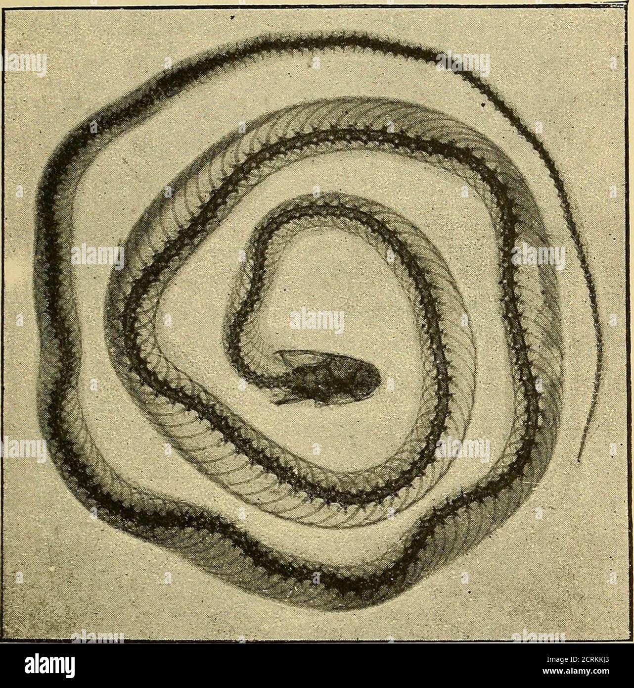. Traité de radiographie médicale et scientifique : cours libre professé a l'écolepratique de la Faculté de Médecine de Paris, deuxième semestre de 1896-1897 . Abb. 162. - Squelette de poisson. ETUDE DES ANIMAUX 397 été dépassées depuis comme clarté et netteté; elles ont étérises avec une bobine Radiguet de 30 centimètres détin-celle et une moyenne de durée de pose de trente secondes.M. Radiguet et M. Séguy ont obtenu, sans les ouvrir ni les. Abb. 163. - Reptile radiographié. Détériorer, des squelettes doiseaux [Abb. 164), de petilsrongeurs {Abb. 165) und même Dinsectes. Létude radiographique Stockfoto