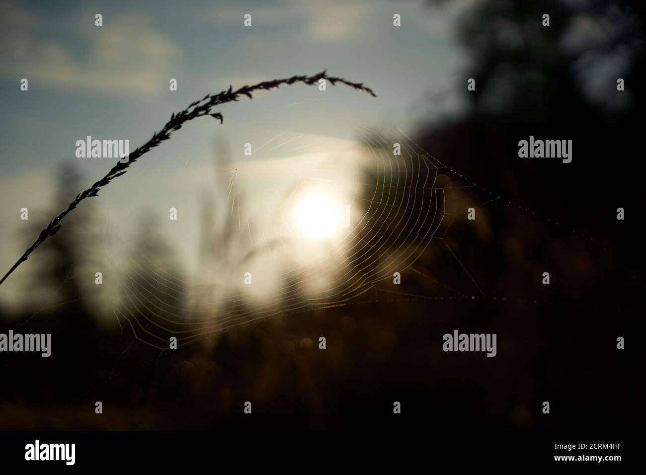 Spinnennetz auf einem Stängel, Sonne geht auf, Umgebung als Silhouette. Deutschland, Schönbuch. Stockfoto