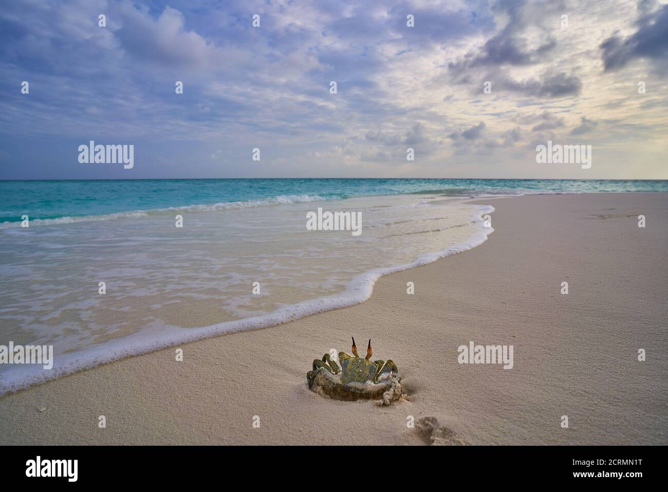 Geisterkrabbe am Strand auf den Malediven Stockfoto