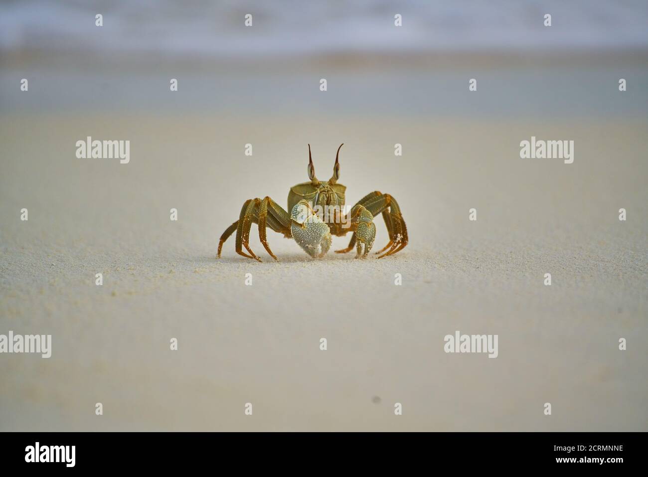 Geisterkrabbe am Strand auf den Malediven Stockfoto