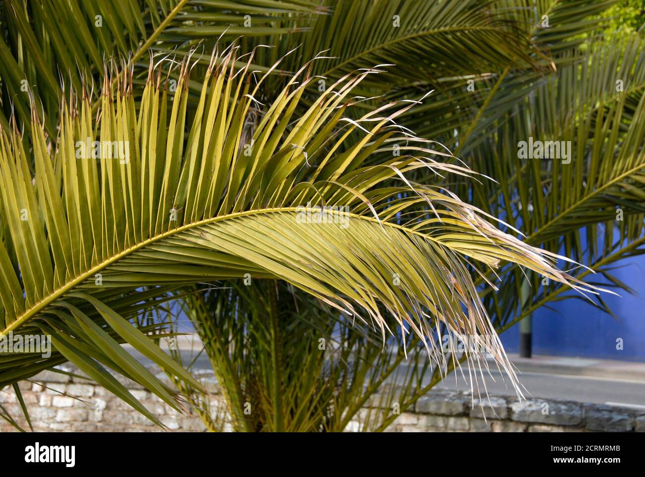 Palmenblätter, die den Eindruck der Wärme im Ferienort Torquay, Devon, England geben - tthe English Riviera Stockfoto