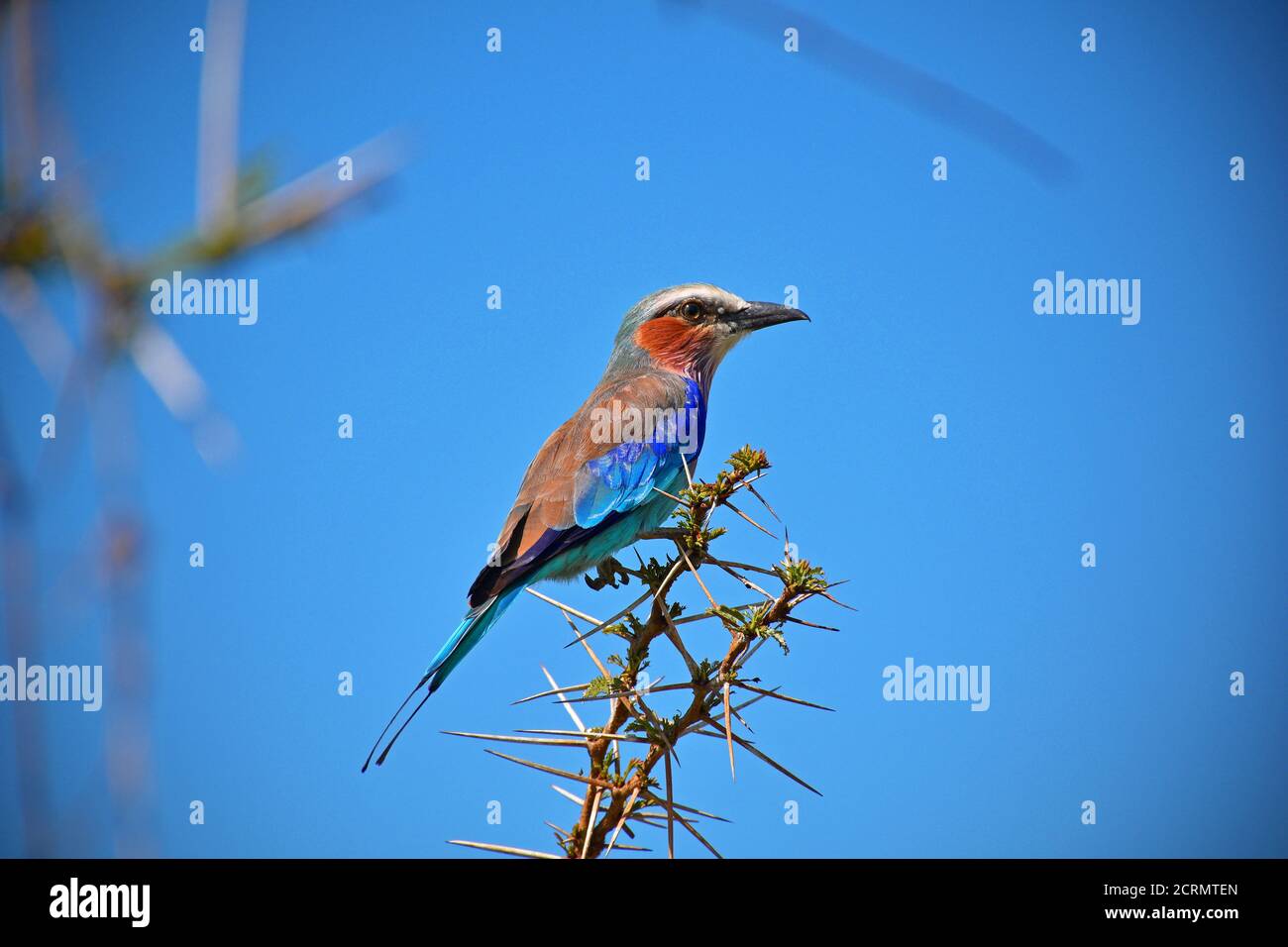 Fliederreiher Roller Bird im Ngorongoro Nationalpark in Tansania Stockfoto