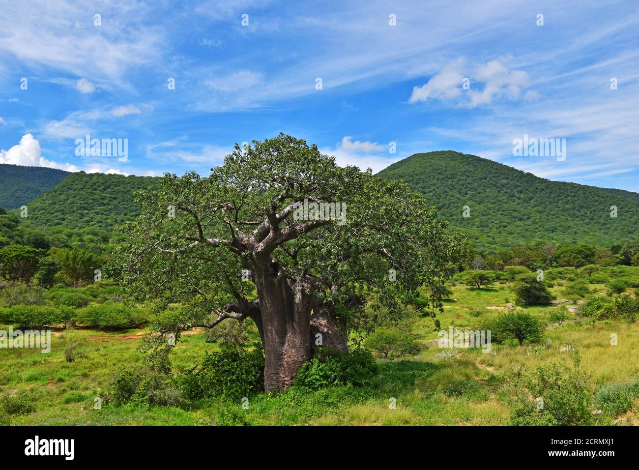 Afrikanischer Baobab Baum in Tansania Stockfoto