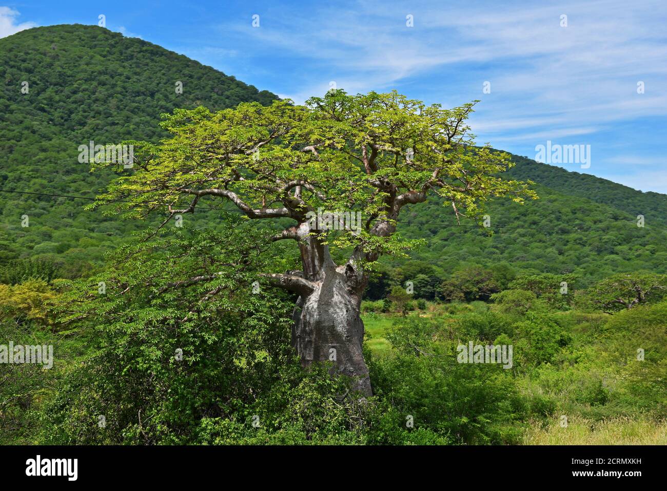 Afrikanischer Baobab Baum in Tansania Stockfoto