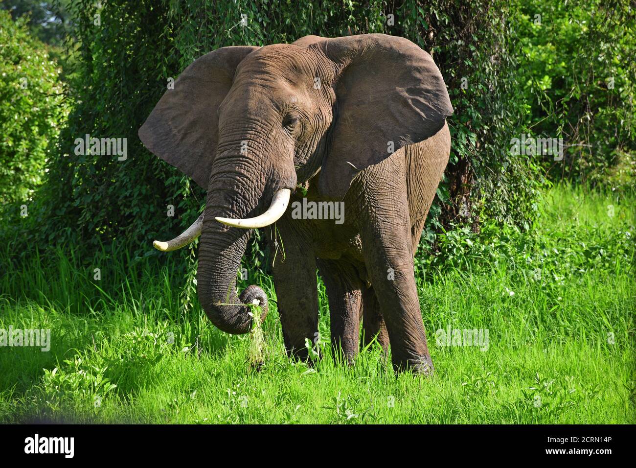 Elefant im South Luangwa National Park in Sambia Stockfoto