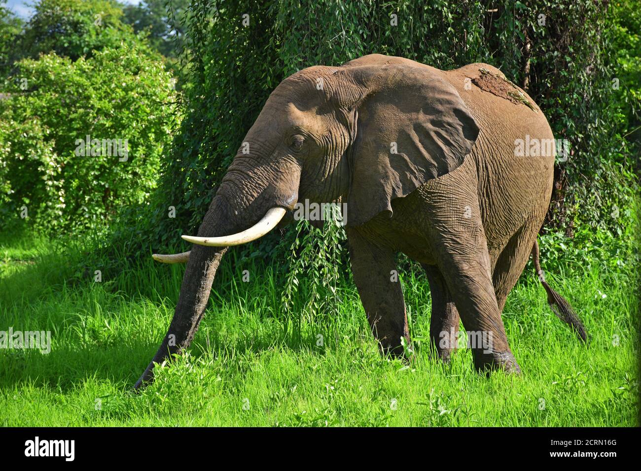 Elefant im South Luangwa National Park in Sambia Stockfoto