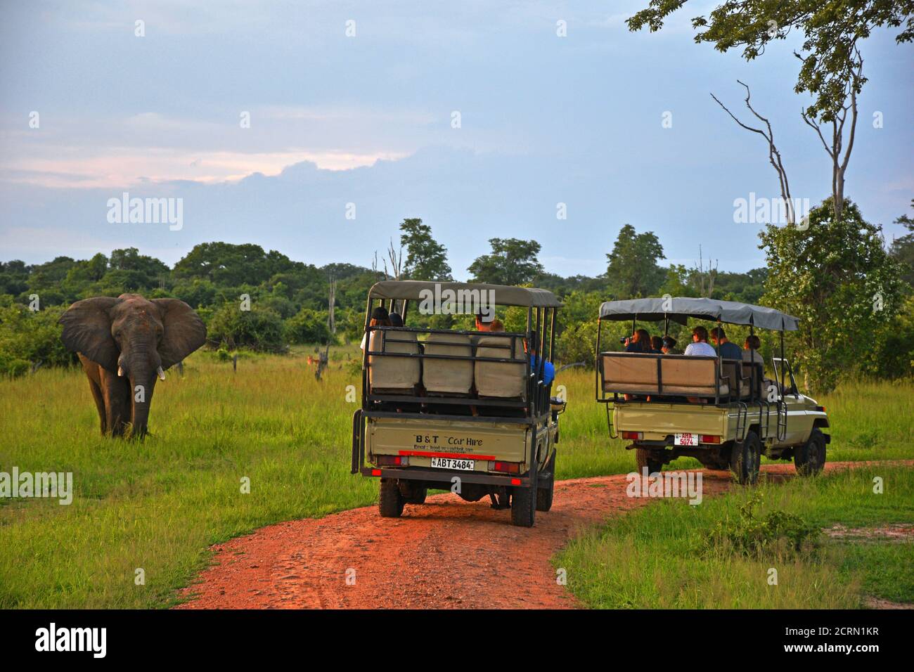 Elefant im South Luangwa National Park in Sambia Stockfoto