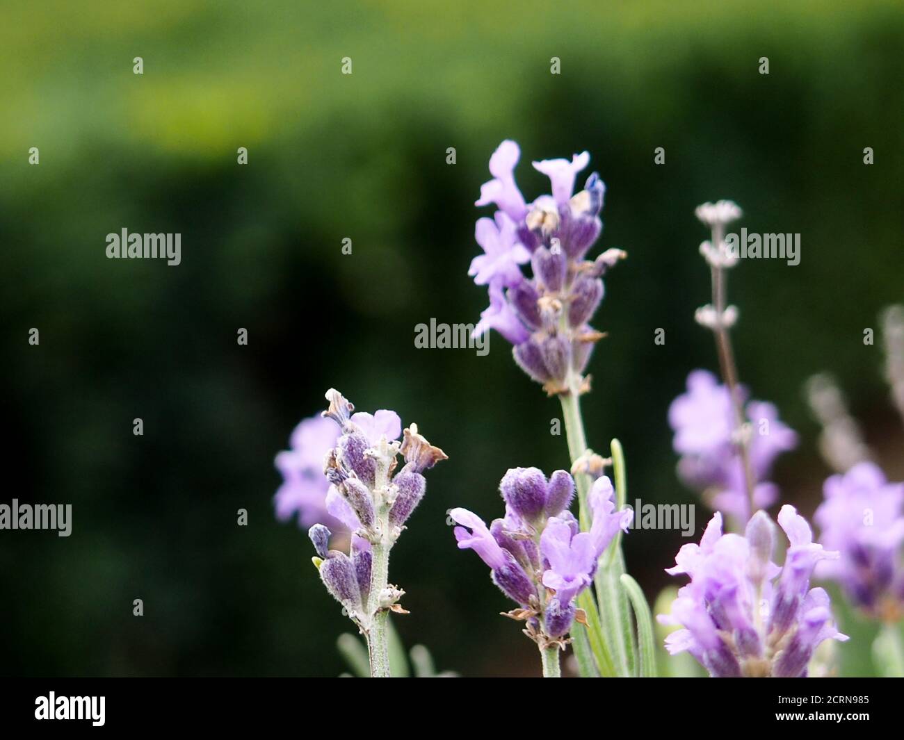 Provence - Lavendel Feld, Panorama-Feld Lavendel Morgen Sommer verschwommen Hintergrund. Frühling Lavendel Hintergrund. Blume Hintergrund. Flache Tiefe des Fie Stockfoto