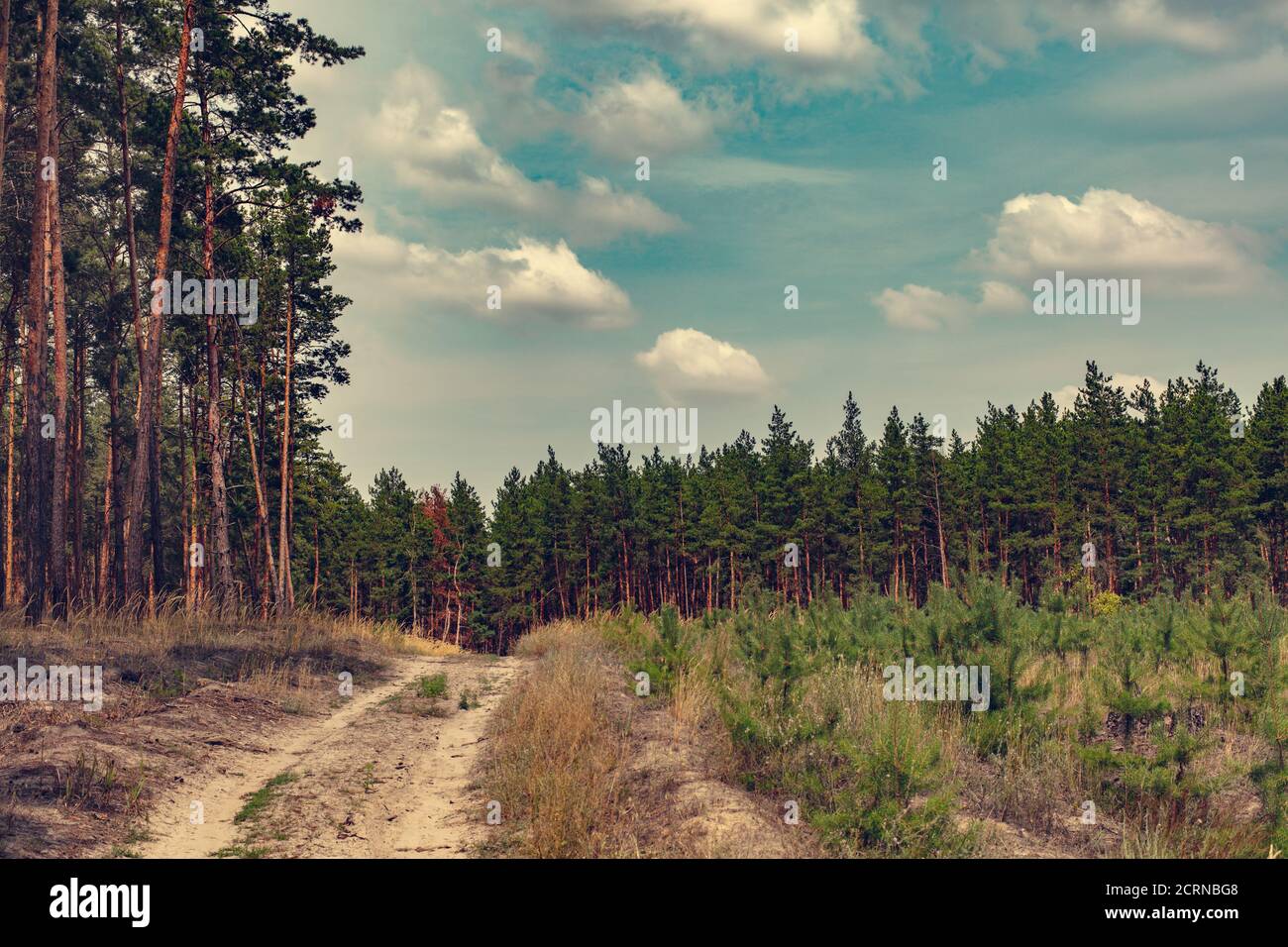 Ländliche Landschaft, sandigen Weg in einem Pinienwald Stockfoto