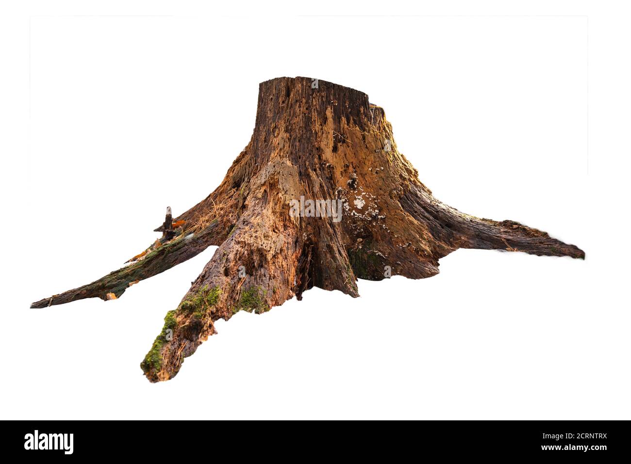 Alter Baumstumpf mit Moos isoliert auf Weiß Stockfoto