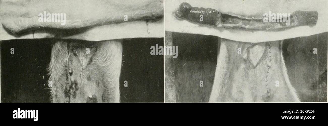 . Die amerikanische Zeitschrift für Roentgoenology, Radium-Therapie und Nuklearmedizin . Fic. 3. Bereiche über Teile, von denen Streifen des frischen Darminevere vor der Exposition platziert. Beachten Sie die Gleichförmigkeitder Reaktion. Platziert in der Mesenterie an den Enden der exponierten Schleife, als Marker, die Darm fiel zurück in die Bauchhöhle und der Schnitt geschlossen. Die abdo-Männer waren verbunden und das Tier war Feige. 4. Das operative Feld kurz nach der Darmschleifhaut wurde durch den Bleifolienschild gezogen. Ein dünnes Stück nassen Gaze wurde über den Darm vor der Voreradiation gelegt wurde. Unterzogen, um die gleiche Operation Stockfoto