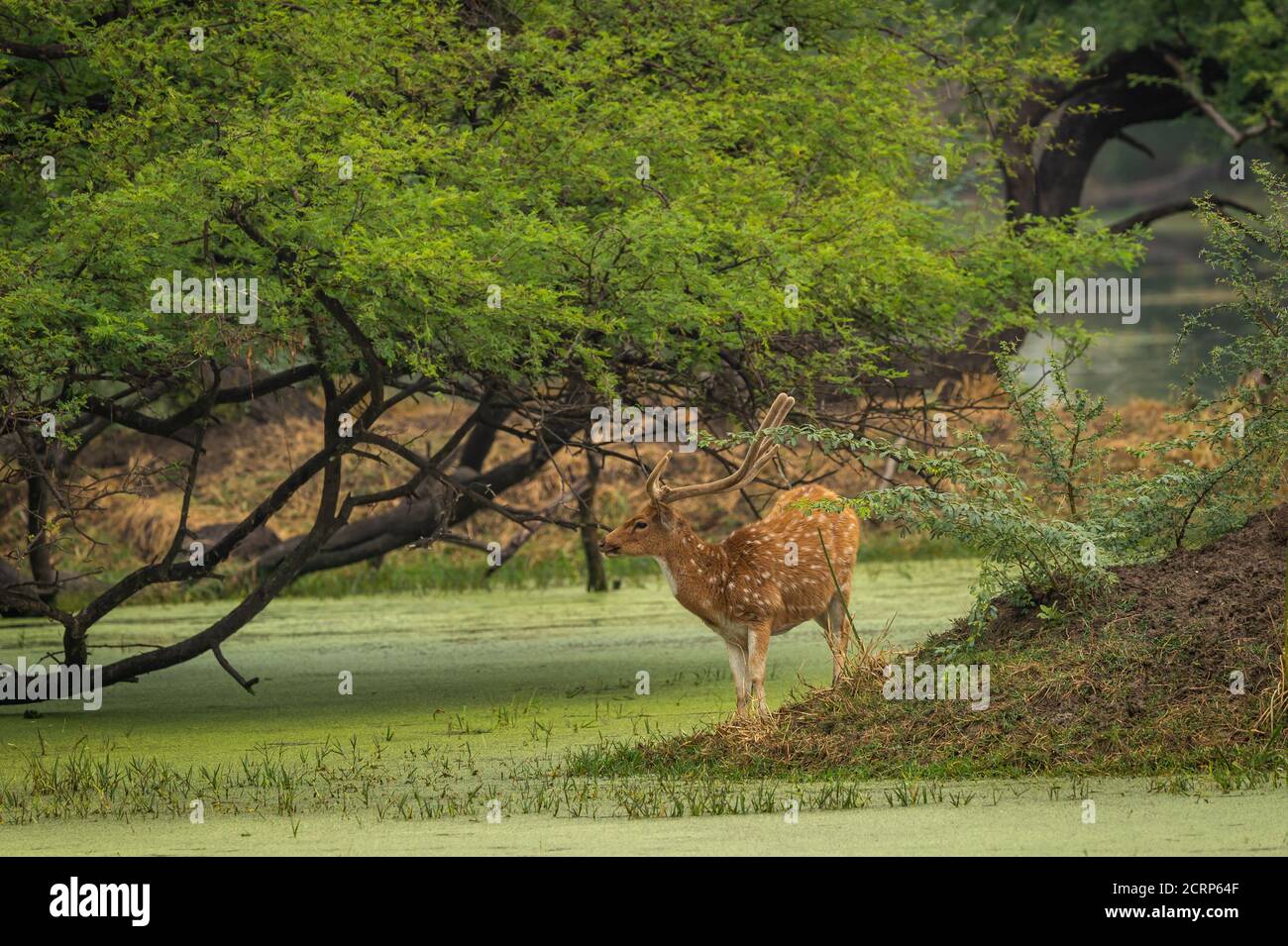 Gefleckt oder Chital oder Cheetal oder Chital Hirsch oder Achse Achse im natürlichen grünen Hintergrund im keoladeo Nationalpark oder bharatpur Vogelschutzgebiet rajasthan Stockfoto