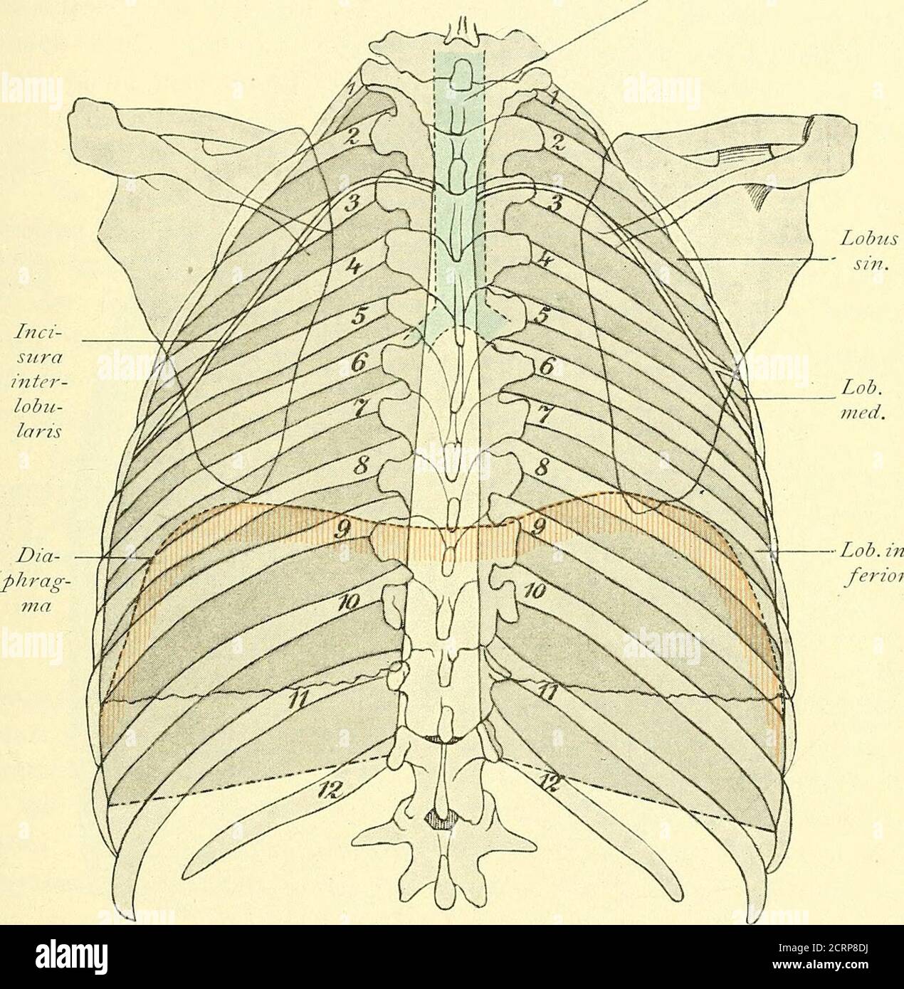 . Grundriss der Lungenchirurgie . .die pleura diaphrammatica ist mit dem Zwerchfell inniger verwachsenund überzieht damit bis auf den größten Teil des Centrum tendineumund einen linkerseits anstoßenden Abschnitt der Pars musculosa. Dievom Perikard eingenomen werden. Auch in der Nähe seiner Ur-spregszacken ist das Zwerchfell nicht von pleura überkleidet, sonst liegt hier, wie schon erwähnt, den Rippen eine Strecke weit direkt an. Am kompletten liegen die anatomischen Verhältnisse an derPleura mediastinalis; sie können hier praktische Bedeutung erlangen, Anatomical Vorbemerkungen. 1 Stockfoto